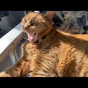 Meet your Posher, Sidney